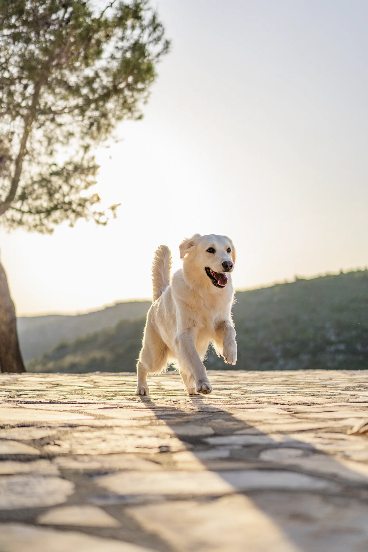 cute golden retriever running in a park on a sunny day