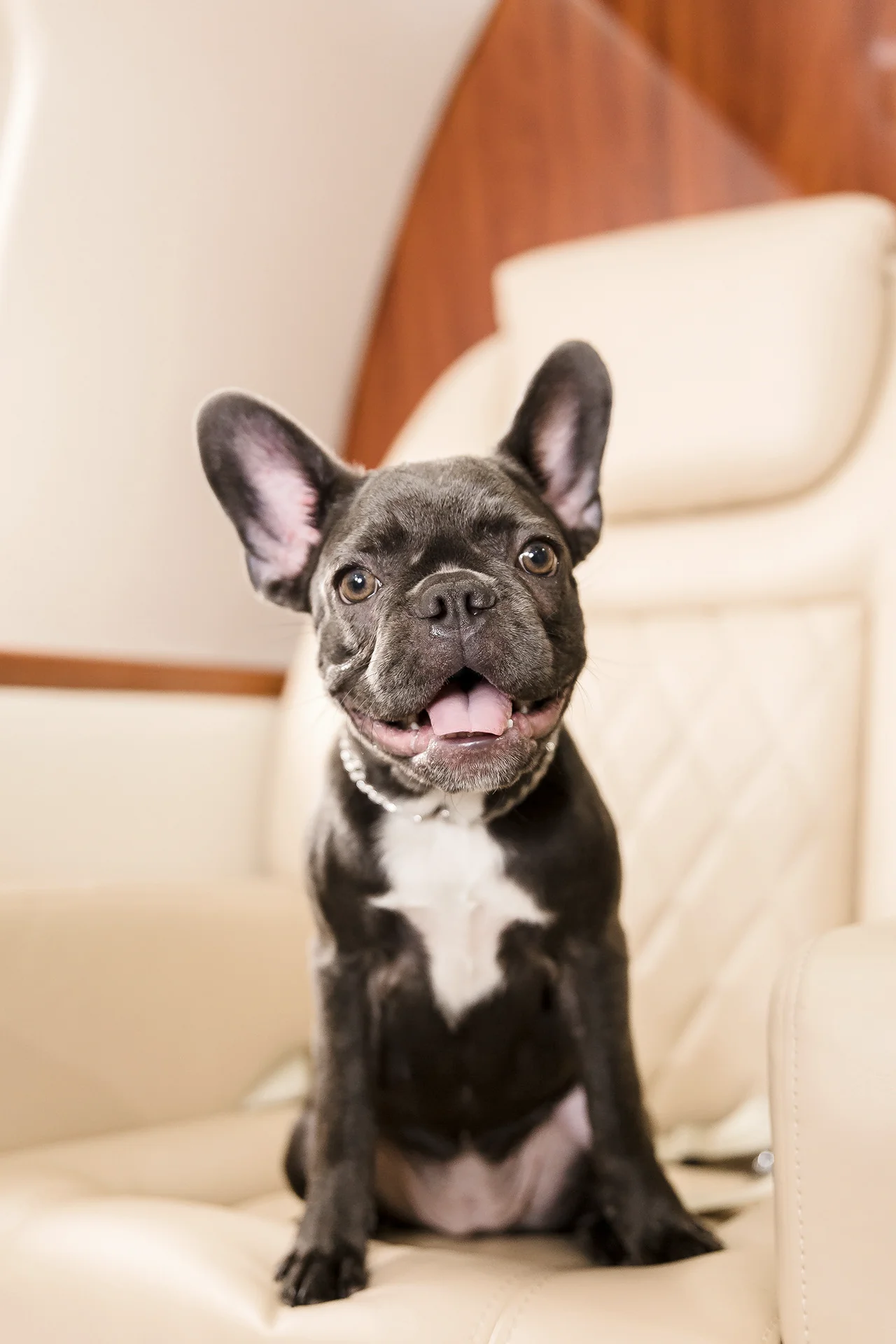 happy little dog sitting on the sofa