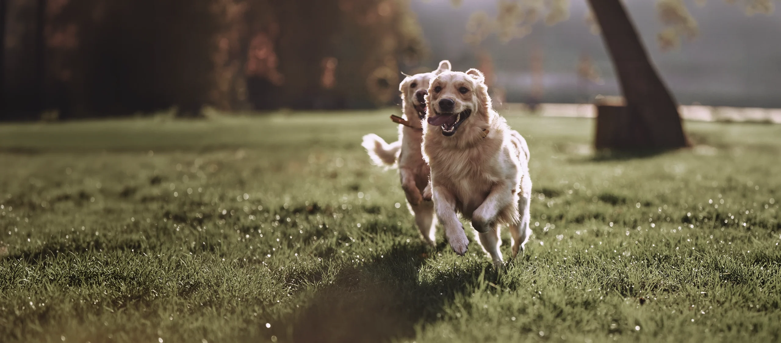 Two happy golden retriever running in a green park