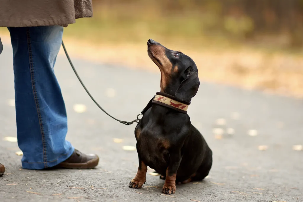 Dachshund sitting on a leash and looking attentively at its owner during a walk