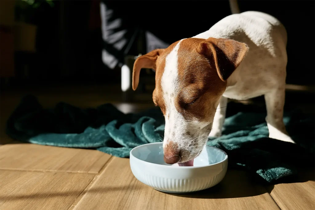 Small brown and white dog drinking from a bowl at home