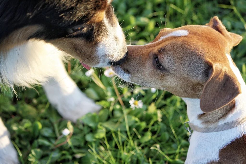 Two dogs greeting each other nose to nose outdoors