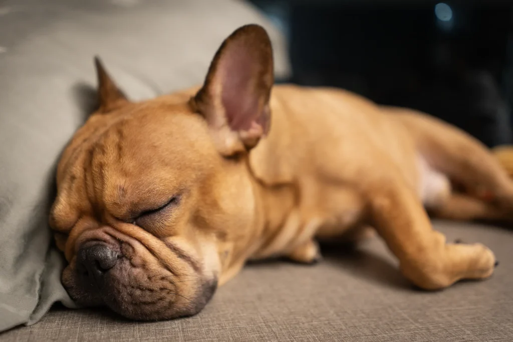 French Bulldog sleeping peacefully on a sofa at home
