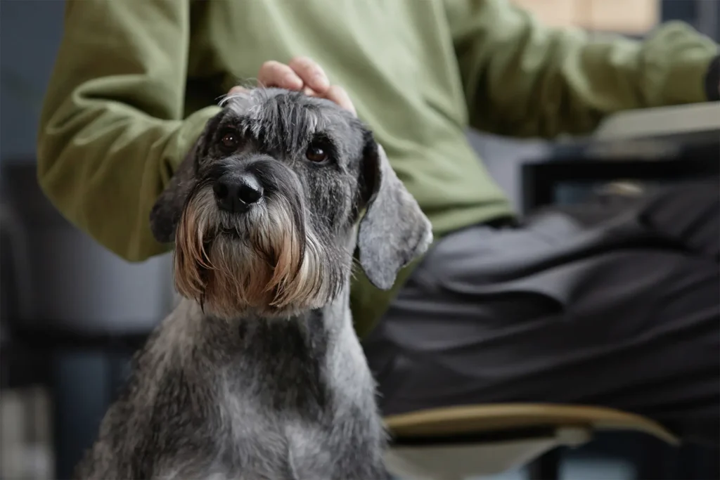 Schnauzer being gently petted by its owner at home as part of a daily care routine