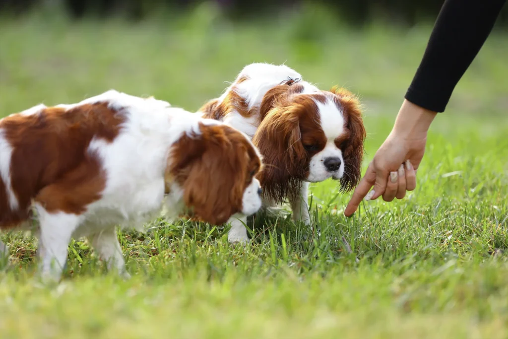 Two dogs using their sense of smell while exploring grass outdoors