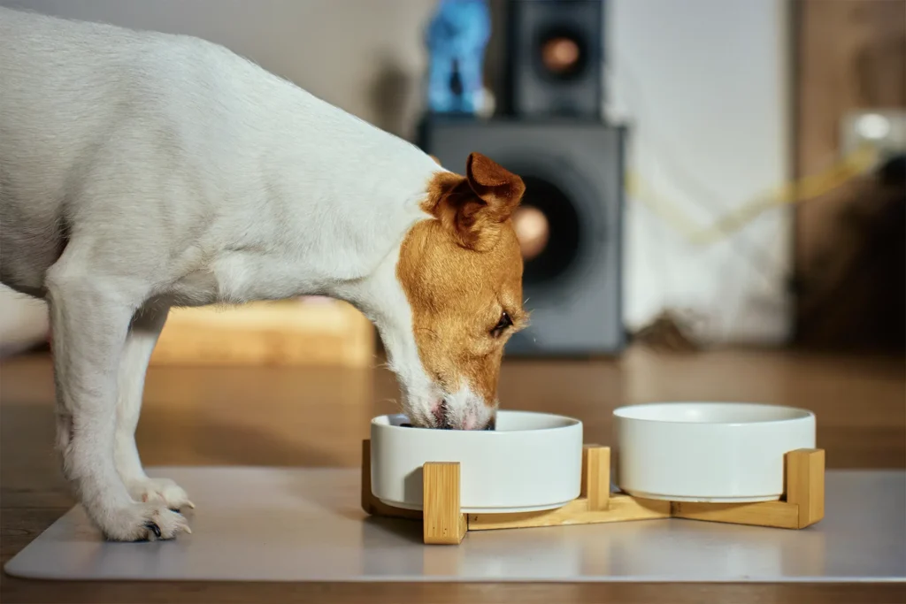 Small dog eating from a bowl beside a second bowl at home