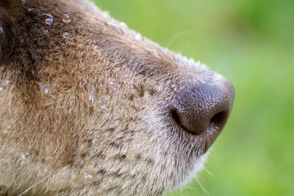 Close-up of a dog’s nose covered with water droplets while exploring outdoors