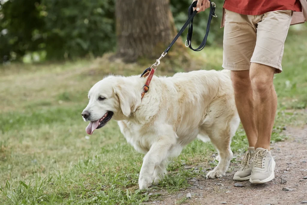 Golden Retriever walking on a leash with its owner along a park trail