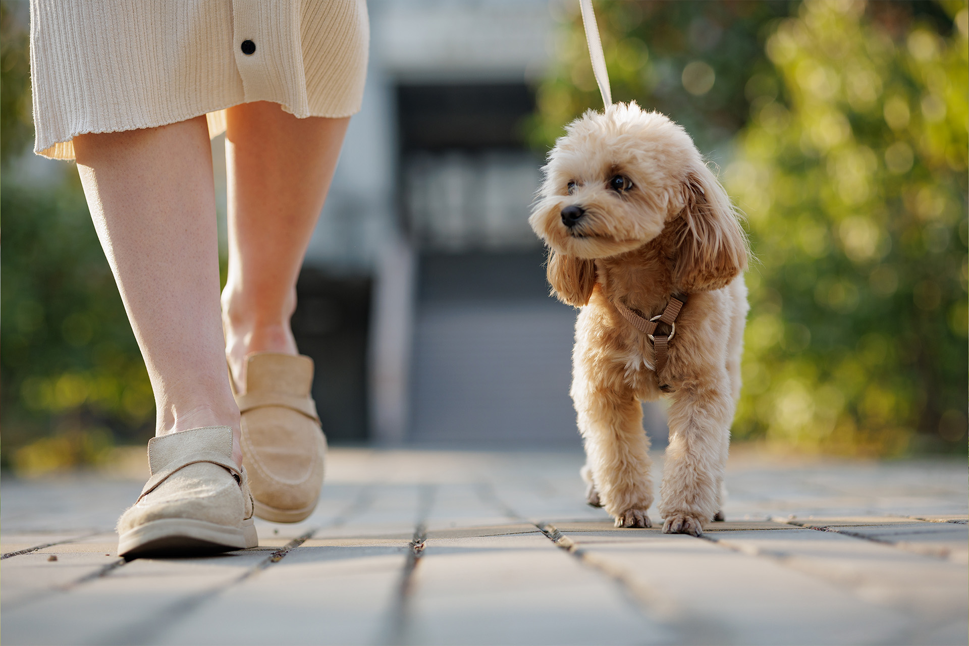 Small dog walking on a leash with its owner outdoors