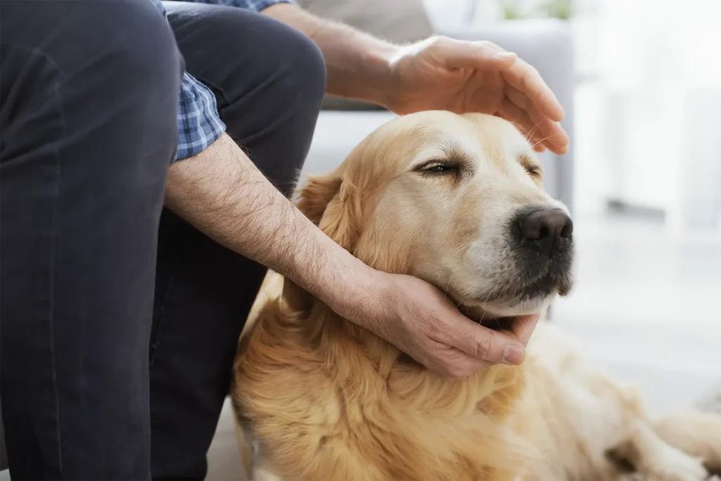 Golden Retriever relaxing while being gently petted by its owner