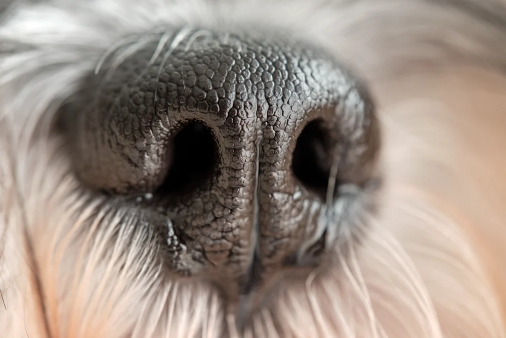 Extreme close-up of a dog's nose