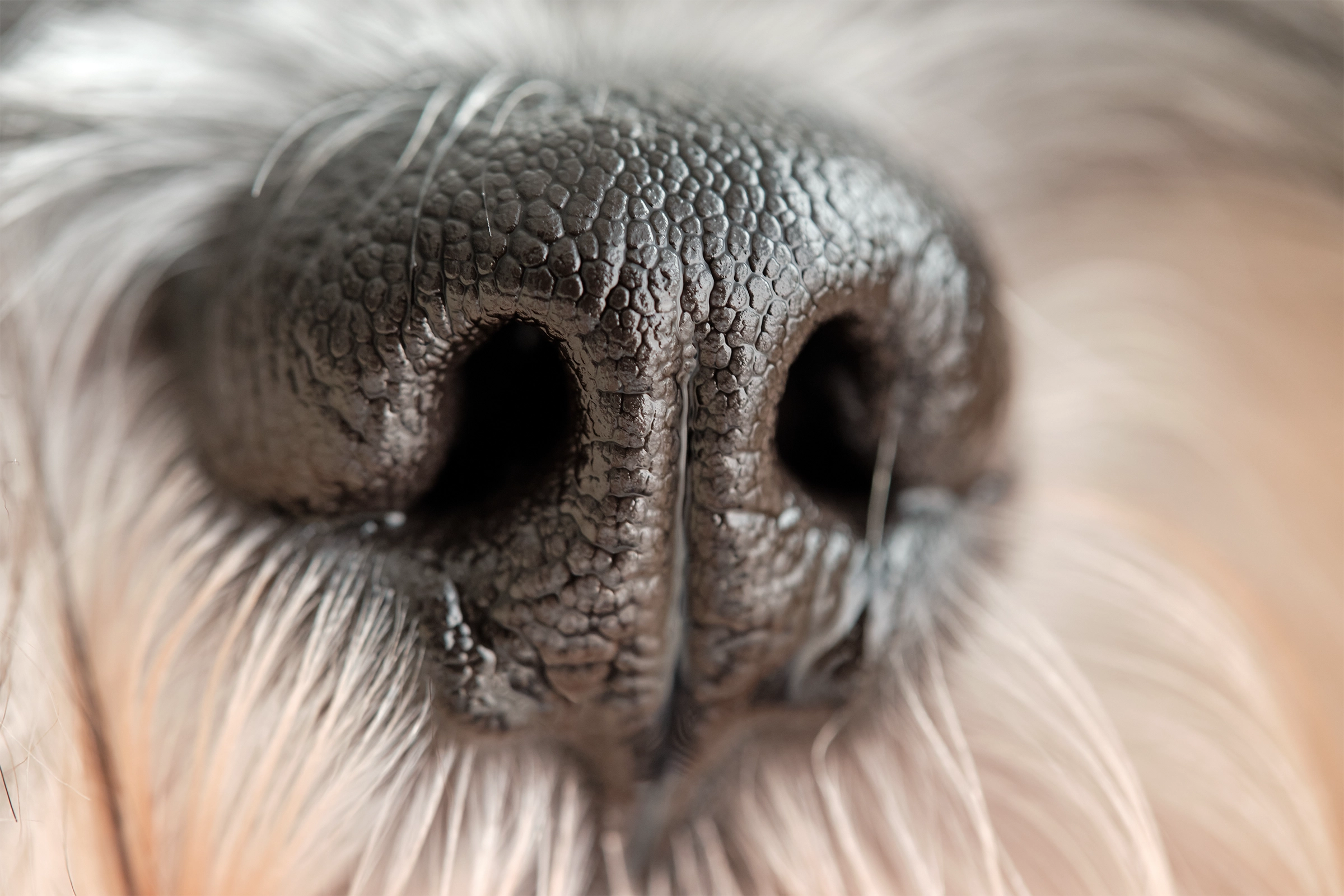 Extreme close-up of a dog's nose