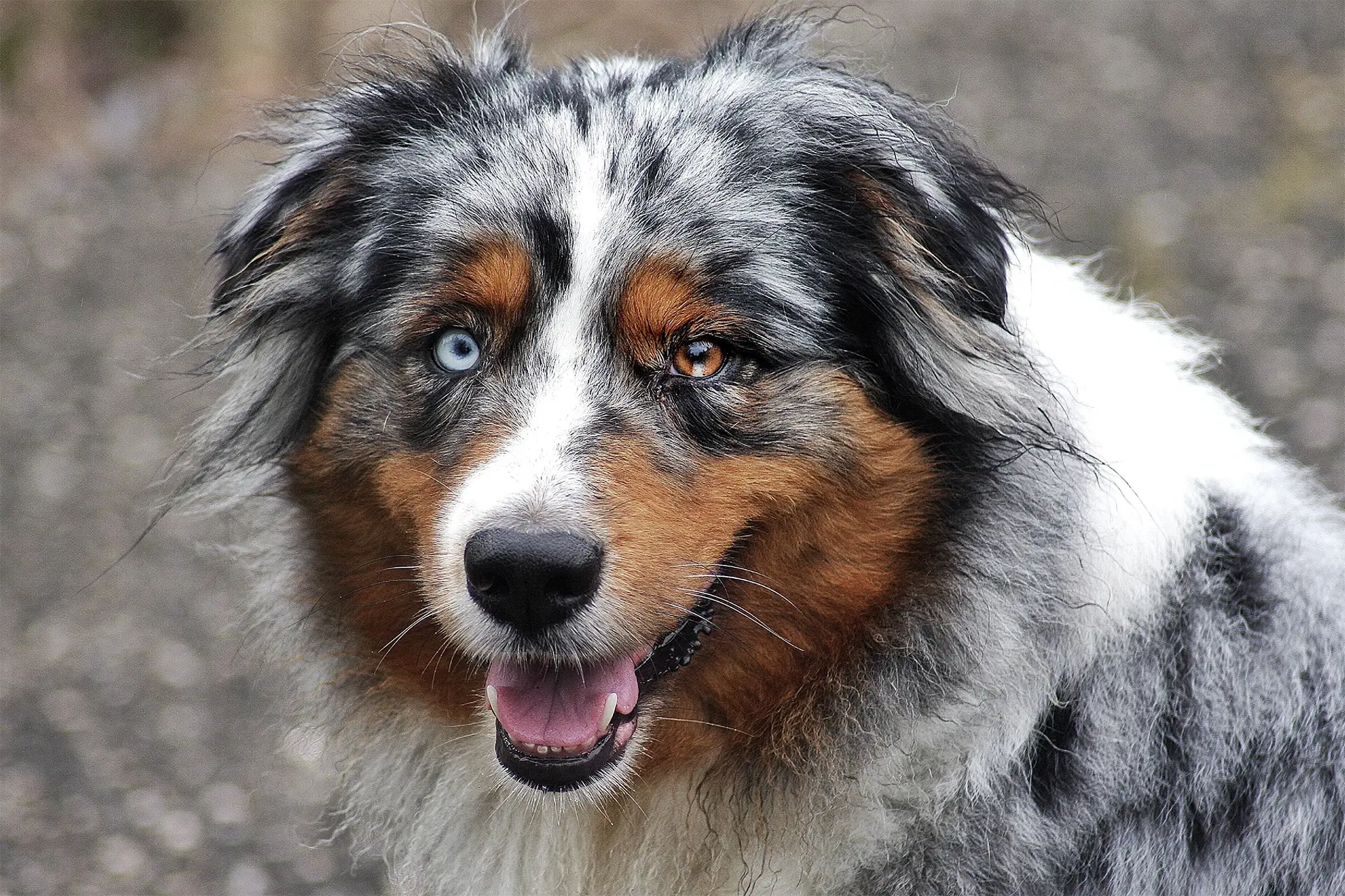 Australian Shepherd with blue merle coat looking alert outdoors
