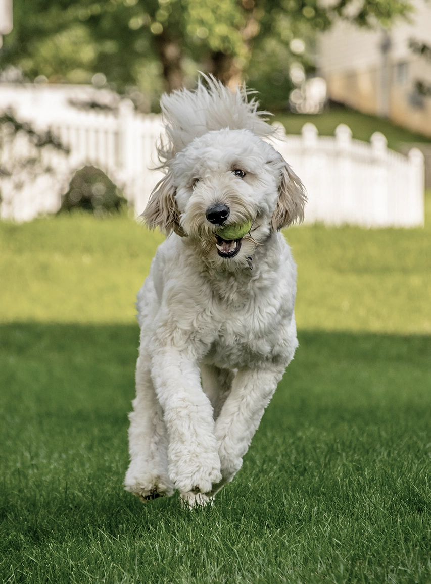 White dog running on grass with a tennis ball in its mouth