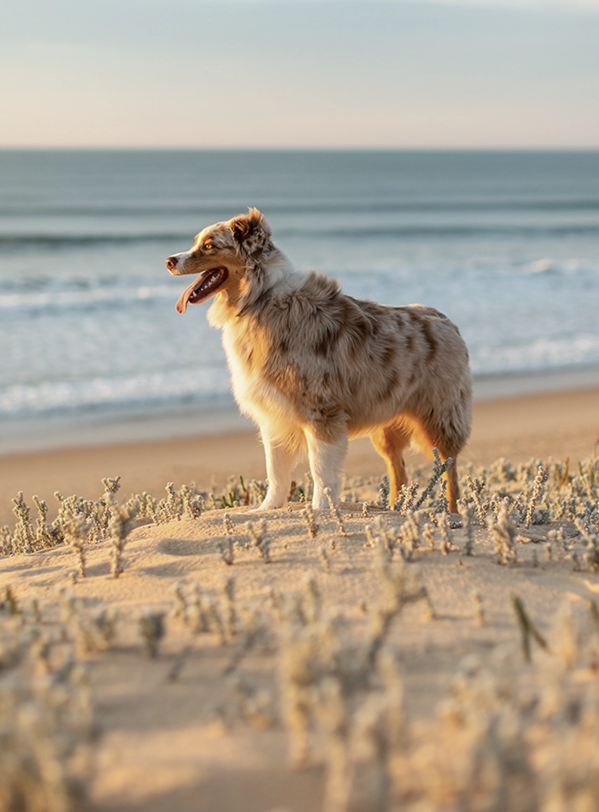 Australian Shepherd standing on a sandy beach at sunset