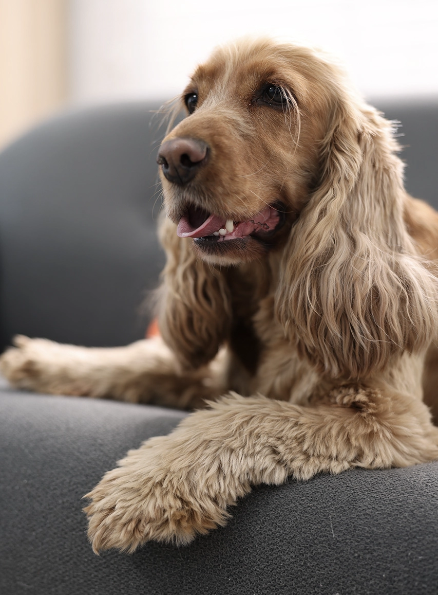 Golden Cocker Spaniel relaxing on a sofa