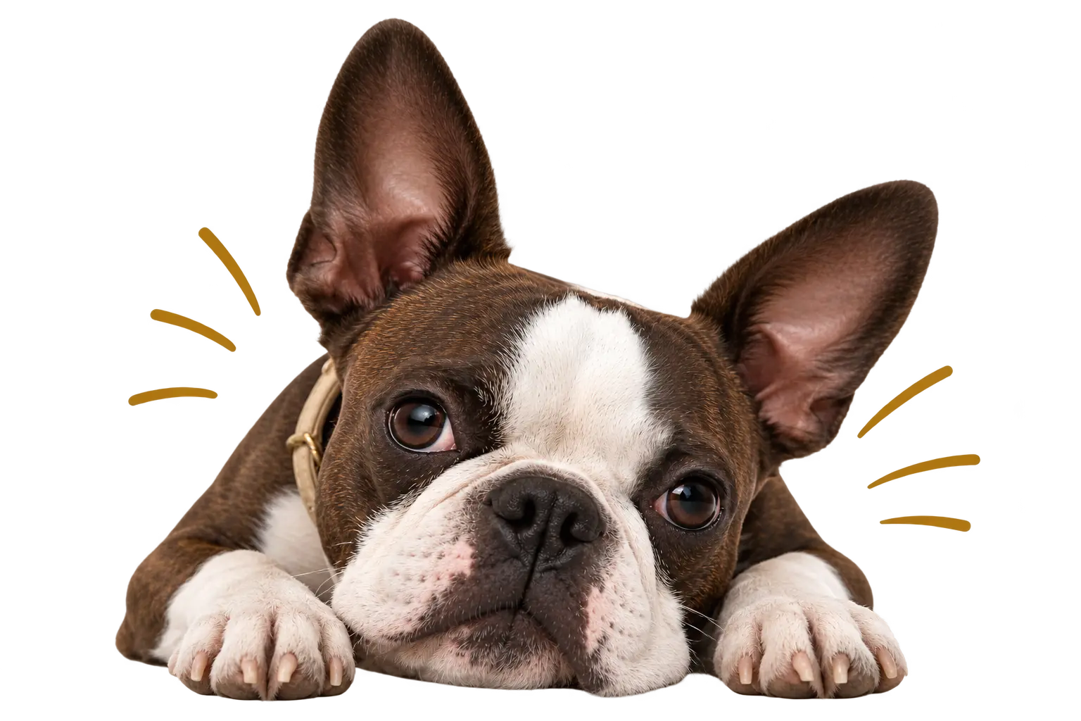 Boston Terrier resting its head and paws with playful gold decorative lines