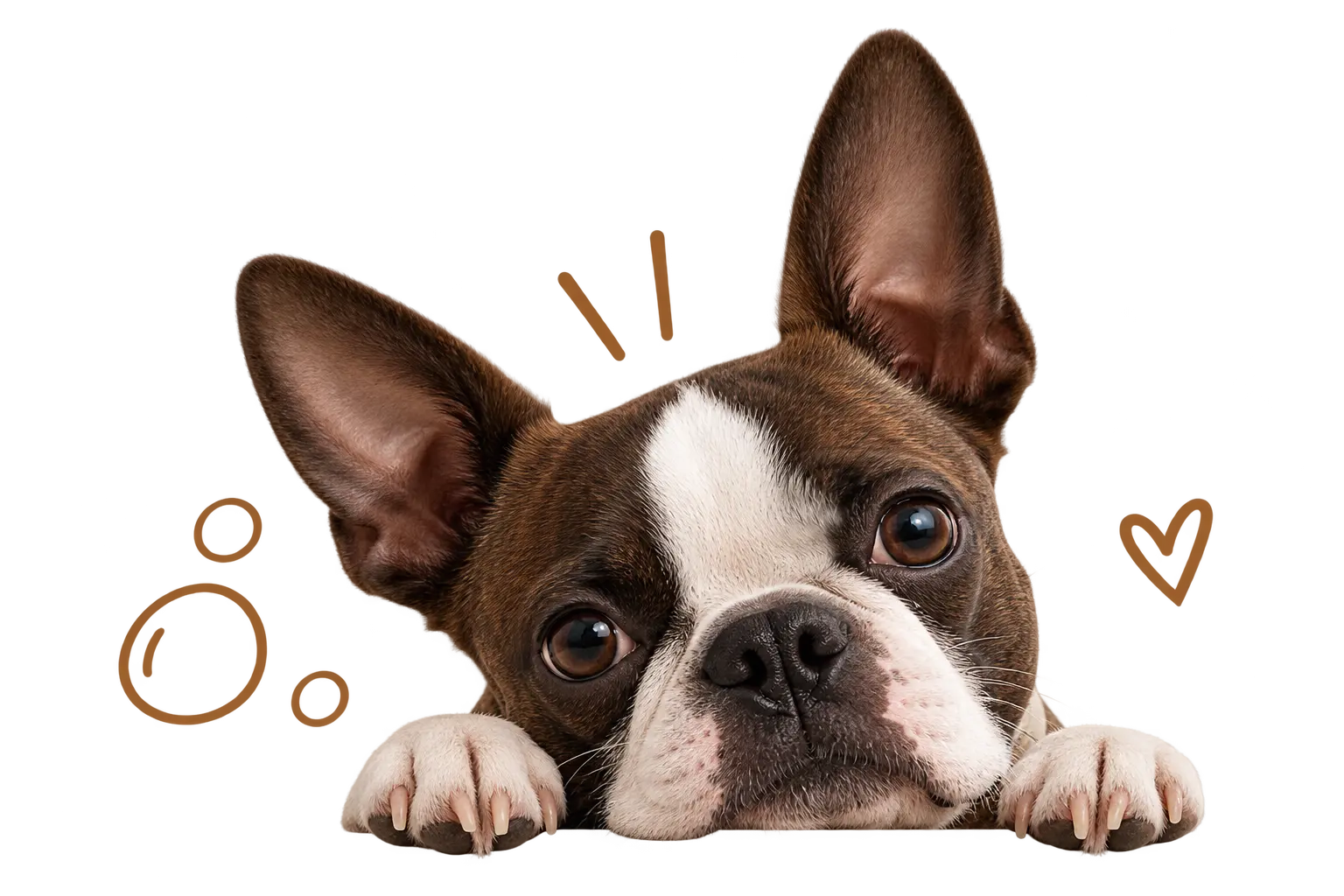 Curious Boston Terrier peeking over the edge for the Bostie Bubbles newsletter.